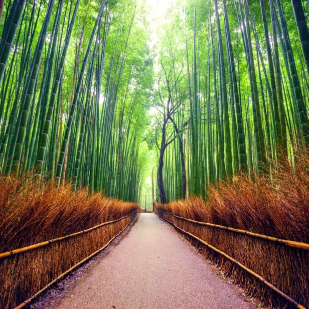 The bamboo forests that surround the southern ninja village.